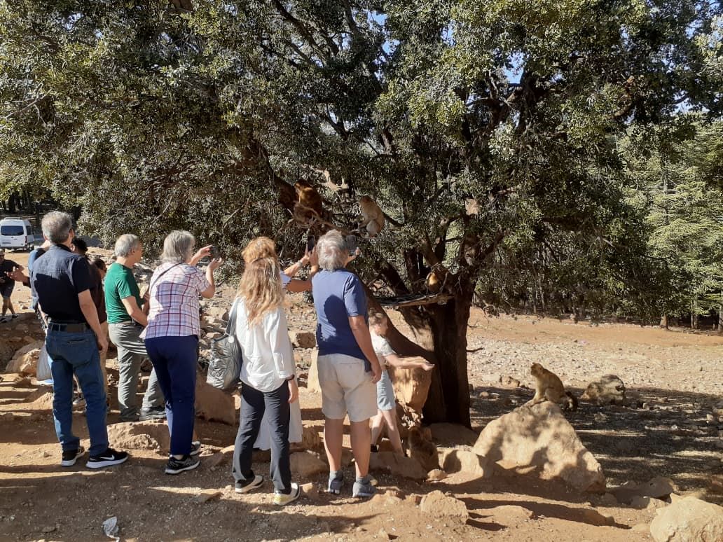 Meeting the Barbary monkeys in the cedar forest of Azrou
